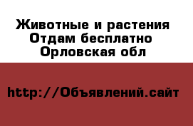 Животные и растения Отдам бесплатно. Орловская обл.